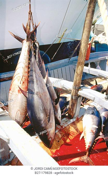 Tuna fishing, Cádiz, Spain