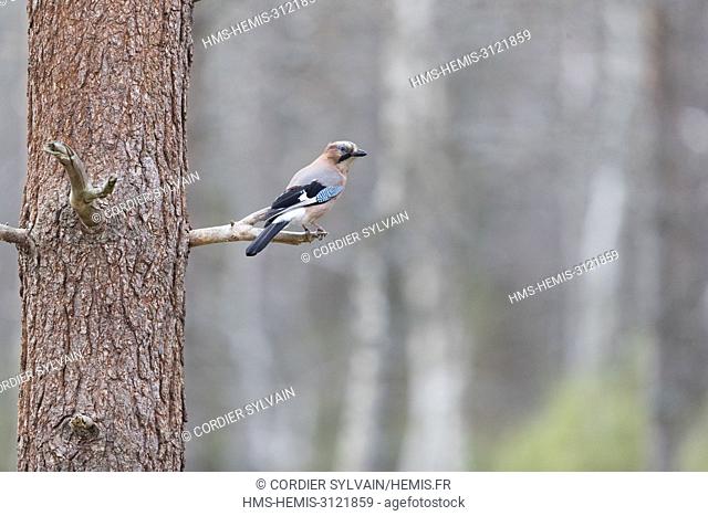 Finland, Kuhmo area, Kajaani, Eurasian Jay (Garrulus glandarius) , adult