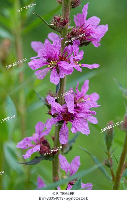 purple loosestrife, spiked loosestrife (Lythrum salicaria), flowers, Germany
