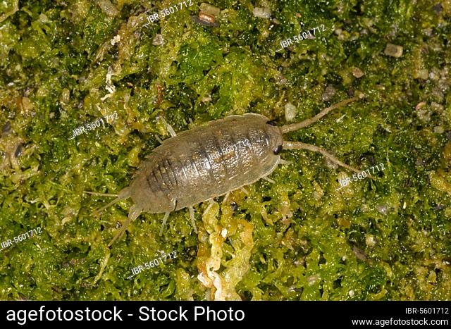 Sea roach (Ligia oceanica) adult, feeding at night under gutweed (Enteromorpha intestinalis), Kimmeridge Bay, Dorset, England, United Kingdom, Europe