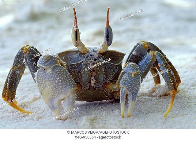 Cangrejo fantasma  Ghost crab  Ocypode ceratophthalma  Petit Anse, Mahe, Seychelles