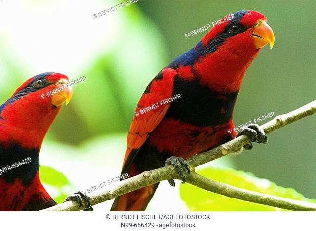 New Caledonian Parakeet (Eos histrio), couple sitting in a bush, Moluccan Islands, Indonesia