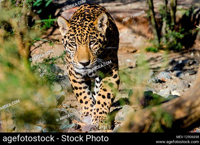 Jaguar (Panthera onca). This jaguar was photographed in the desert Southwest (captive) where a few range north from the Mexican desert into southern...