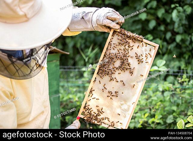 Bamberg, Germany July 26th, 2020: Symbolic pictures - 2020 A beekeeper controls a honeycomb with his bee colony in Leesten near Bamberg
