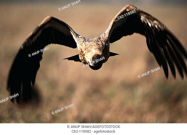 Indian White-backed Vulture (Gyps bengalensis). Masai Mara, Kenya