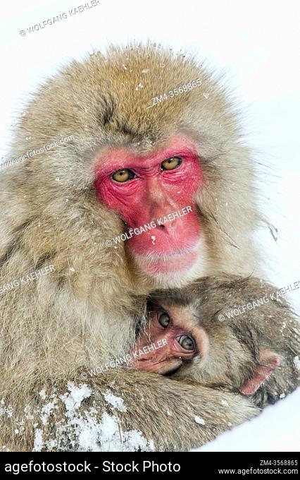 A Snow monkey (Japanese macaques) mother is huddling her baby in cold weather at Jigokudani near Nagano on Honshu Island, Japan