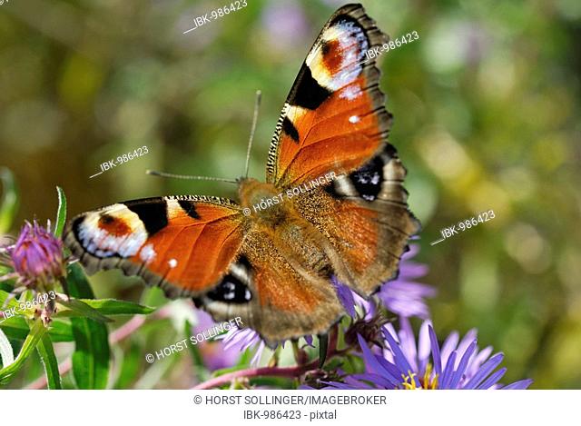 Peacock Butterfly (Inachis Nymphalis io) on an aromatic aster (Aster oblongifolius)