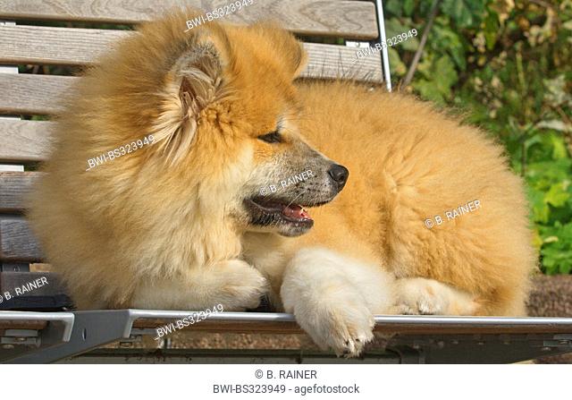Akita Inu (Canis lupus f. familiaris), four months old puppy lying on a park bench