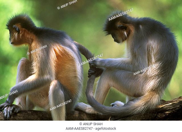 Capped Langurs grooming (Trachypithecus pileatus) India captive