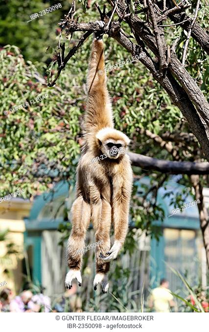 Lar Gibbon or White-handed Gibbon (Hylobates lar) hanging from a tree, Tiergarten Schoenbrunn Zoo, Vienna, Austria, Europe