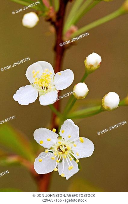 Pin cherry (Prunus pensylvanica), emerging flowers