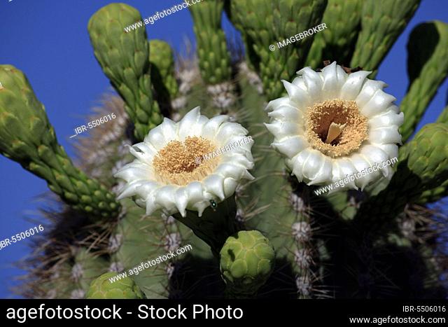 Saguaro (Carnegiea gigantea) Cactus, Sonora Desert, Arizona, USA (Cereus giganteus)