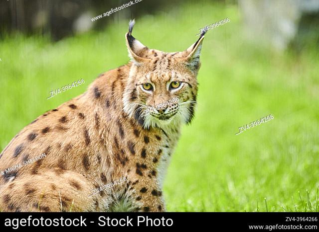 Eurasian lynx (Lynx lynx), portrait, Bavaria, Germany