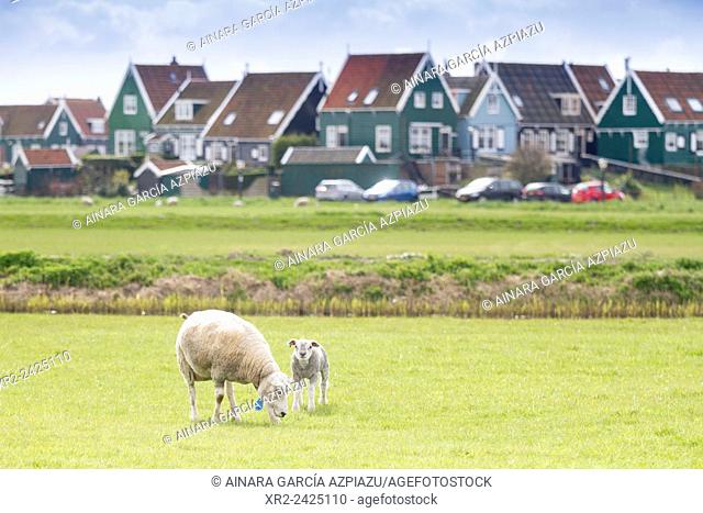 Sheep and lamb in Marken, Holland