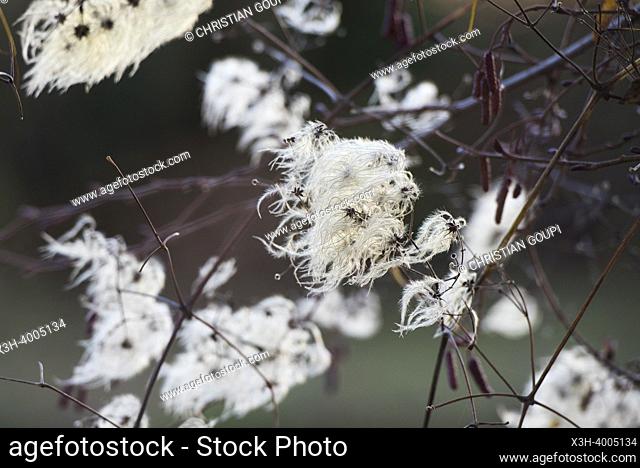 Silky appendages of the fruits of Clematis vitalba (also known as old man's beard and traveller's joy), Eure-et-Loir department, Centre-Val-de-Loire region