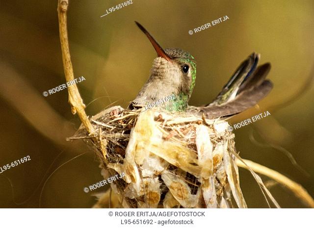 Nesting female Hummingbird, Arizona, USA