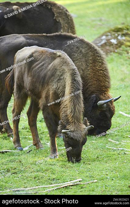 European bison or Wisent (Bison bonasus) on a forest glade, Bavarian Forest National Park, Bavaria, Germany, Europe