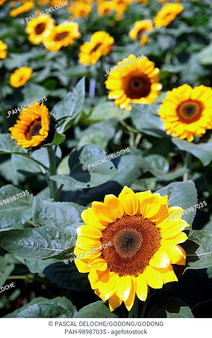 Field with sunflowers. Dalat. Vietnam. | usage worldwide. - Dalat/Lam Dong/Vietnam