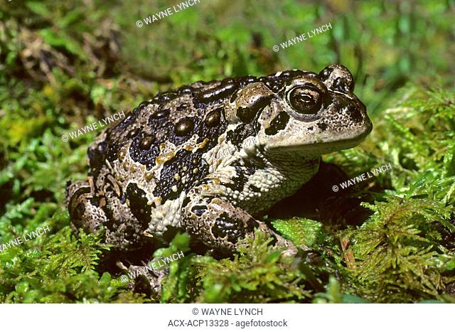 Adult western toad Bufo boreas, Alberta, Canada