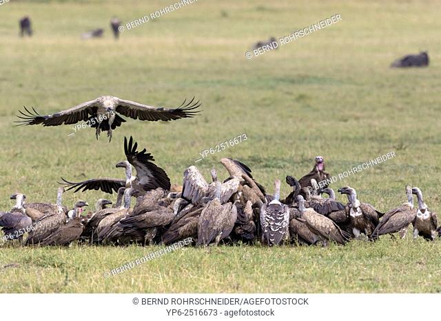 White-backed Vultures (Gyps africanus), Rüppell's Vultures (Gyps rueppellii), Lappet-faced Vulture (Torgos tracheliotus) and Hooded vulture (Necrosyrtes...