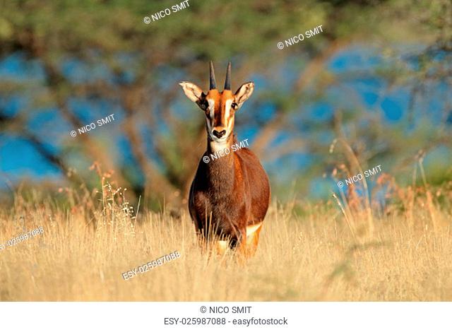 A young sable antelope (Hippotragus niger) in natural habitat, South Africa