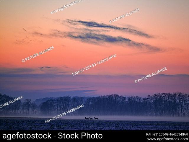 01 December 2023, Brandenburg, Lietzen: The evening sky glows at sunset over a field where deer are also grazing. The cold of minus ten degrees Celsius causes...