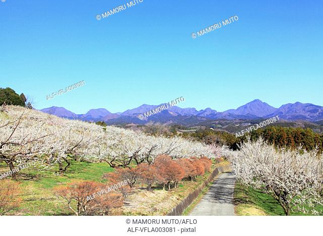 Misato Plum Grove, Gunma Prefecture, Japan