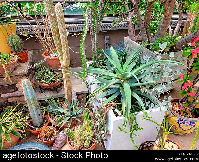 green cactus plants with spikes or thorns in greenhouse
