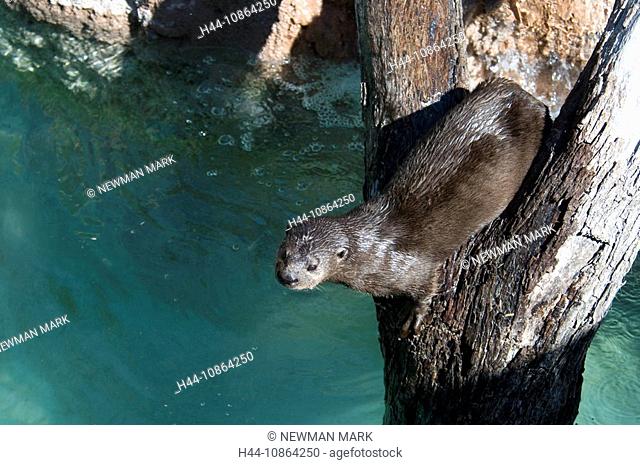 Spotted necked otter, Lutra maculicollis, 2009, animal, water