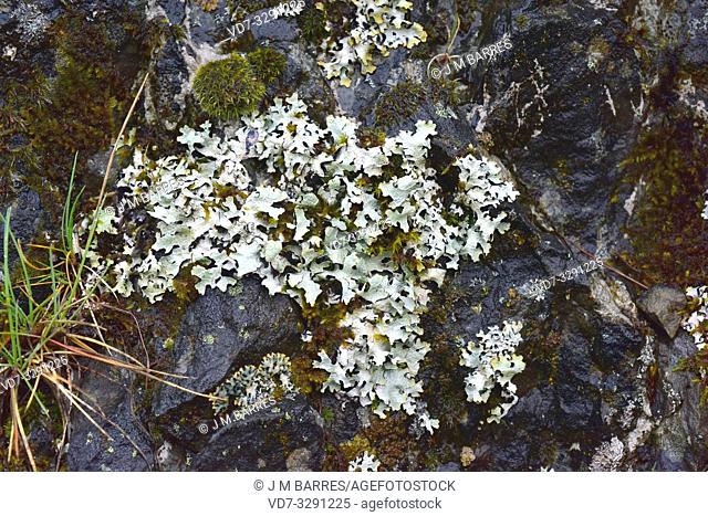 Foliose lichen (Parmelia sulcata) and black crustose lichen (Verrucaria sp. ). This photo was taken in Babia, Leon province, Castilla-Leon, Spain