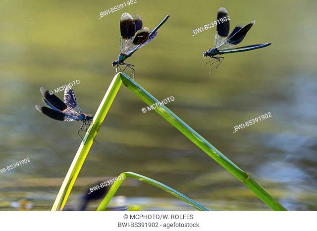 banded blackwings, banded agrion, banded demoiselle (Calopteryx splendens, Agrion splendens), three banded blackwings on buckled blades of reed, Germany