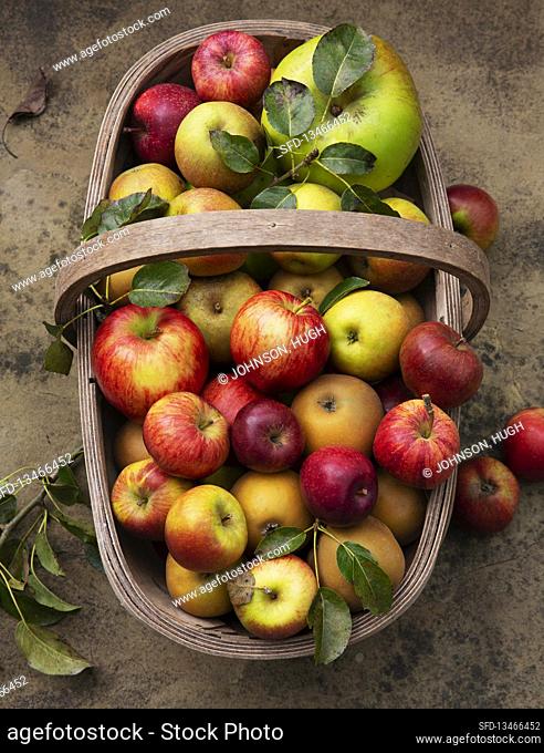 Wooden basket with freshly picked apples