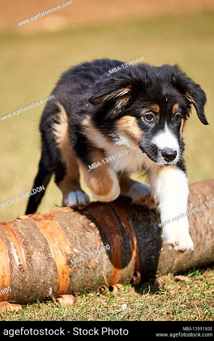 mixed breed dog, australian shepherd, golden retriever, puppy, meadow, running