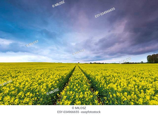Blooming rapeseed field under cloudy sky. Beautiful agricultural landscape