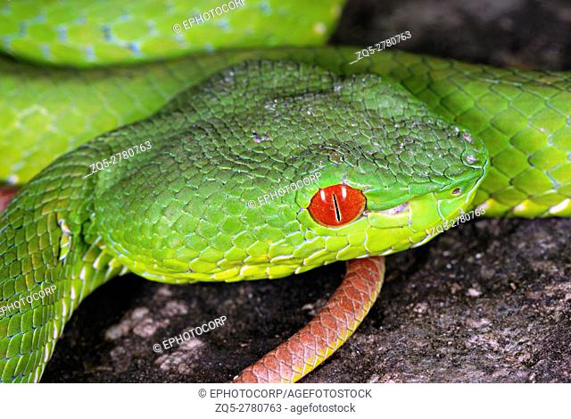 Pope's Pit Viper, Trimeresurus popeiorum, is generally encountered at night above an elevation of 800 metres. A venomous pit viper, Khellong, Arunachal Pradesh
