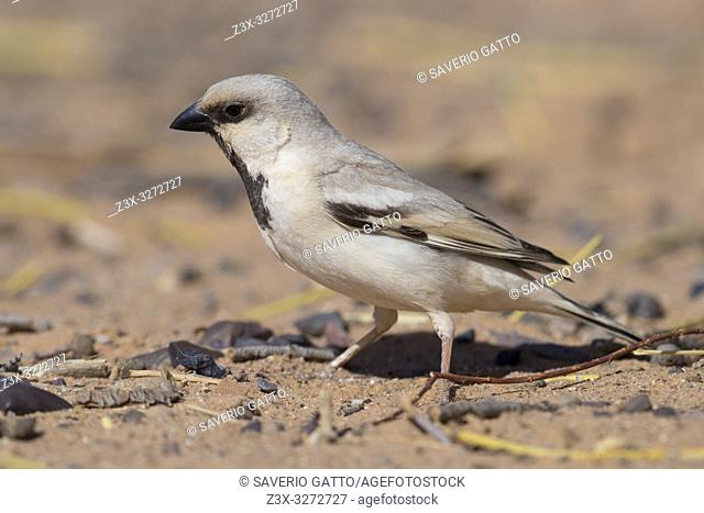 Desert Sparrow (Passer simplex saharae), side view of an adult male standing on the ground
