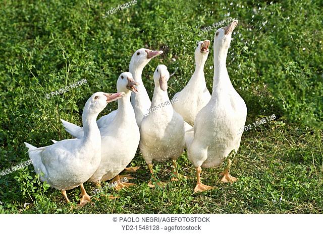 Group of domestic ducks playing with water