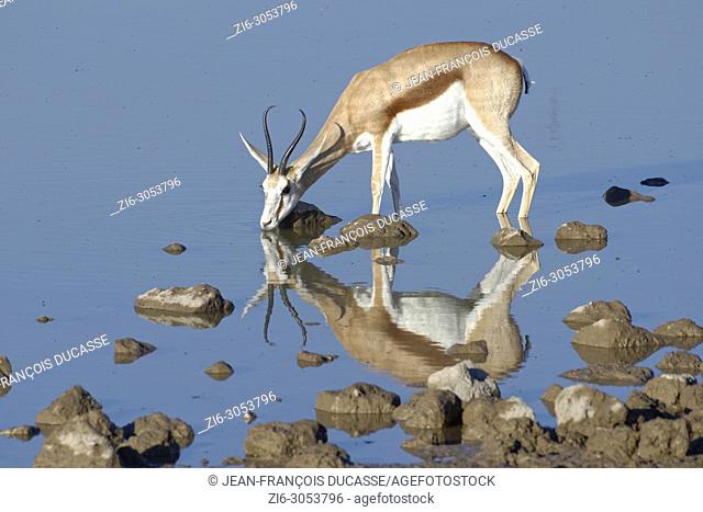 Springbok (Antidorcas marsupialis), adult female standing in water, drinking, Okaukuejo waterhole, Etosha National Park, Namibia, Africa