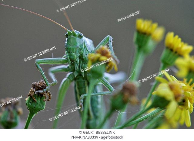 Grasshopper - National Park De Hoge Veluwe, Guelders, The Netherlands, Holland, Europe