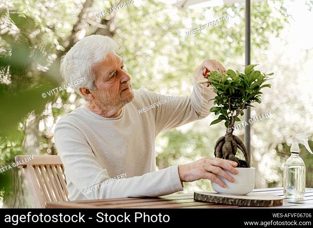 Senior man pruning bonsai plant
