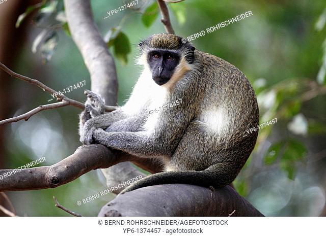 Green Monkey, Chlorocebus sabaeus, sitting on branch, The Gambia