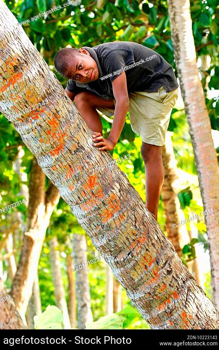 Local boy climbing palm tree in Lavena village, Taveuni Island, Fiji. Taveuni is the third largest island in Fiji