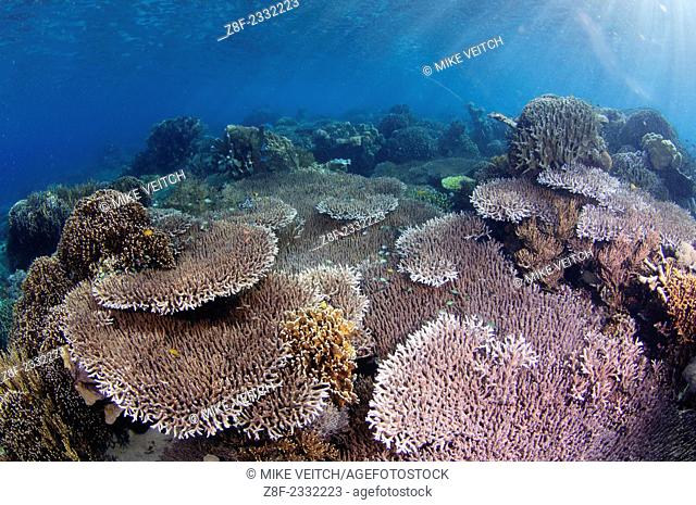 Hard coral garden with a variety of table, leather, and staghorn corals, Acropora sp., Porites sp., Litophyton sp., sarcophyton sp