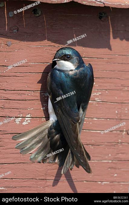 Tree Swallow (Tachycineta bicolor) adult male, at nestbox entance, Ontario, Canada, North America