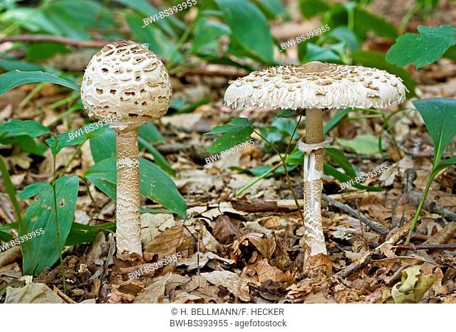 parasol (Macrolepiota procera, Lepiotia procera), two fruiting bodies on forest floor, Germany