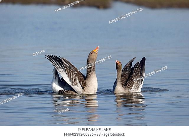 Greylag Goose (Anser anser) adult pair, displaying on water, Warwickshire, England, February