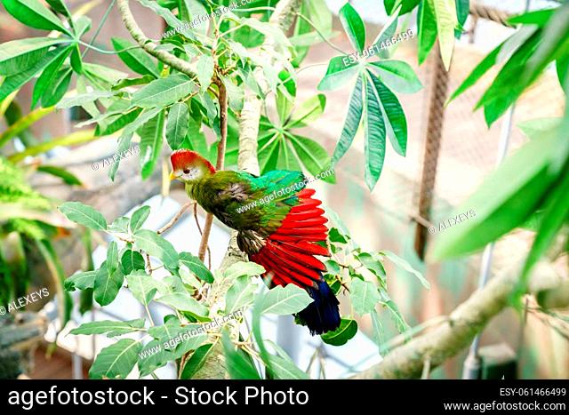 Portrait of Red-crested turaco in a bird sanctuary