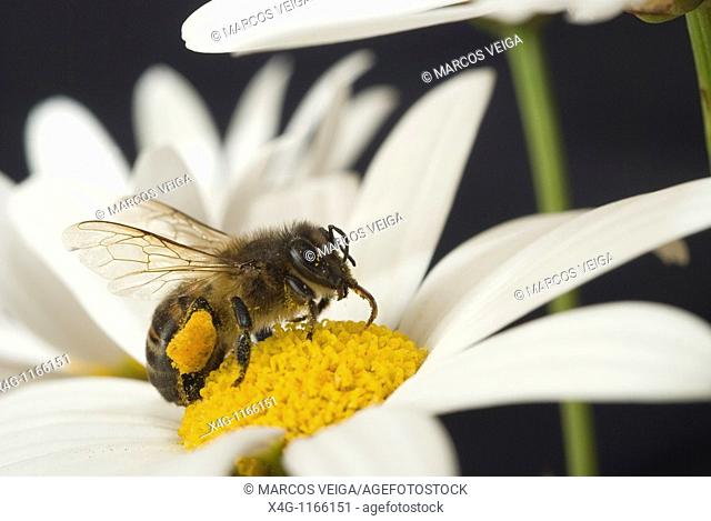 Honey bee Apis mellifera