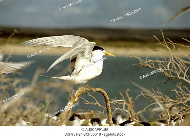 Great crested tern