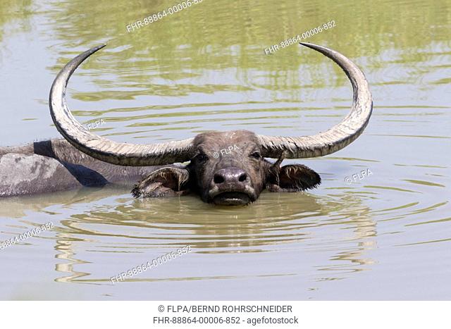 Water buffalo (Bubalus arnee) bathing in waterhole, Kaziranga National Park, Assam, India, April